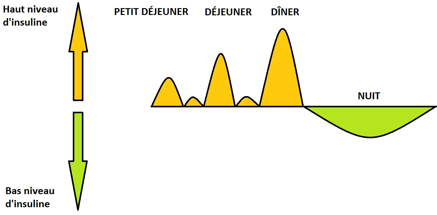 Graphique du taux d'insuline dans le corps au cours de la journée.