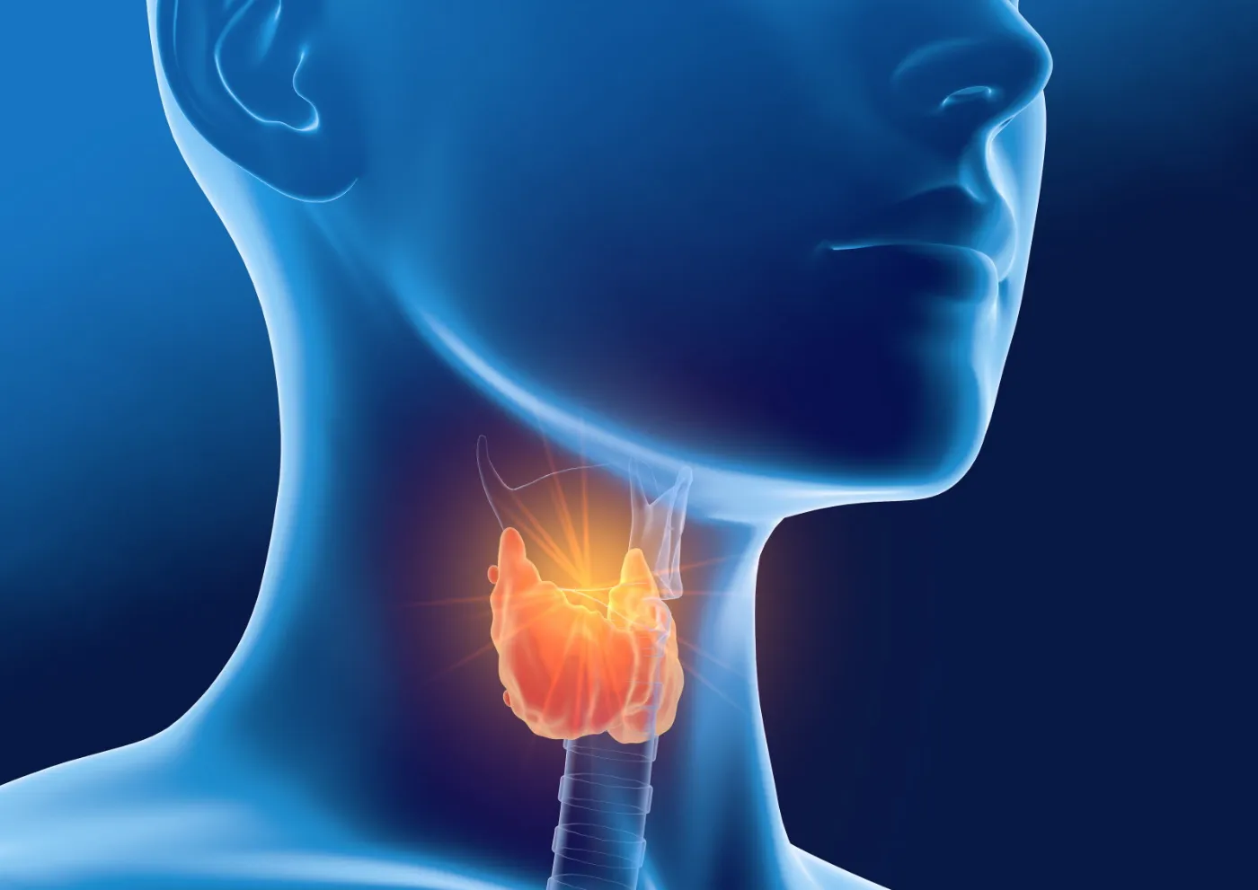 La glande thyroïde joue un rôle crucial dans la régulation du métabolisme, la gestion du poids, et bien d'autres processus corporels essentiels.